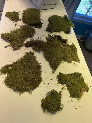 Preserved Sheet Moss Lot • $10