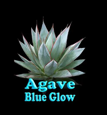 Agave 'Blue Glow'  X 1 • $15