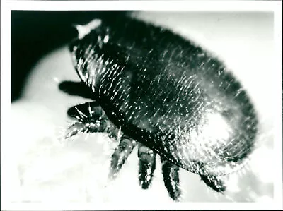 Varroa Jacobsoni - Vintage Photograph 2729461 • $14.90