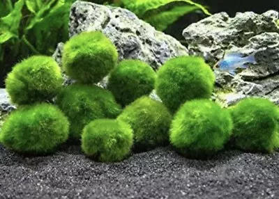 2-2.5cm Marimo Moss Ball Cladophora Live Aquarium Plant Fish Tank Shrimp • $12.95