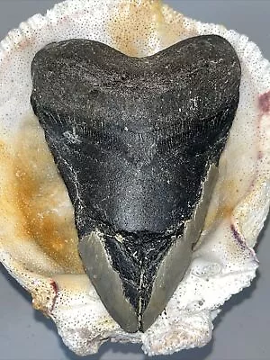 Megalodon Shark Tooth  100% Authentic Semi-Seratted 5.06  • $10.50