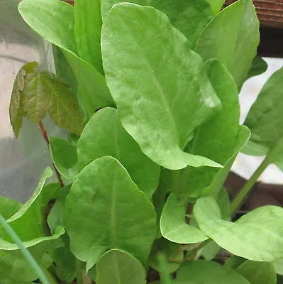 £1.29 • Buy Herb  Sorrel Rumex Acetosa 3000 Finest Seeds