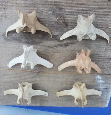 Nice Lot Of 6 White Tailed Deer Vertebrae • $17