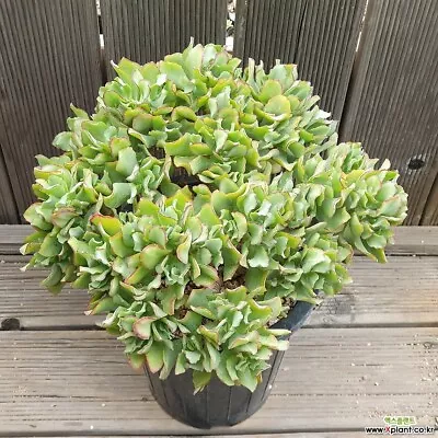 5 X Cuttings Crassula Undulata Jade Plant Unique Curly Jade • $20
