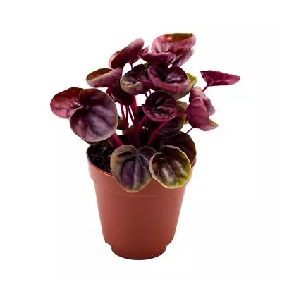 Peperomia Schumi Red 2 Inch Red Ripple Pep Caperata • $19.99