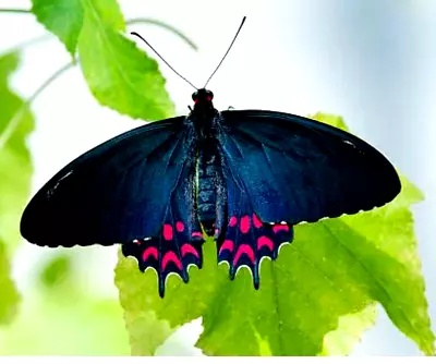 Papilio Parides Photinus Male Beautiful Blue Sheen. • $4