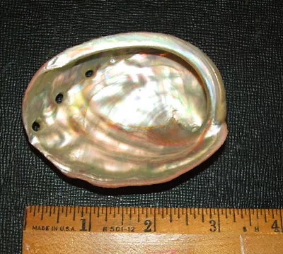 Abalone Sea Shell 3.25   (small)  For Native American  Smudging Ceremonies  • £6.61