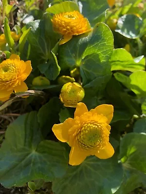 100 X Marsh Marigold (Caltha Palustris) Pond Marginal Plant Seeds • £2.50