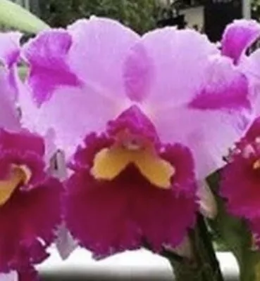 ORCHID Rlc Dream Paradise ‘Temptation’ • $13