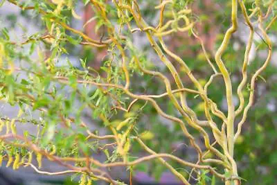 Salix Babylonica Var. Pek. Tortuosa - Dragon Claw Willow Plant In 12 Cm Pot • £10.95