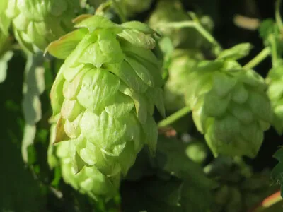 £7.90 • Buy HUMULUS LUPULUS, Common Hop, Fast Growing Climber Plant, 0cm Tall
