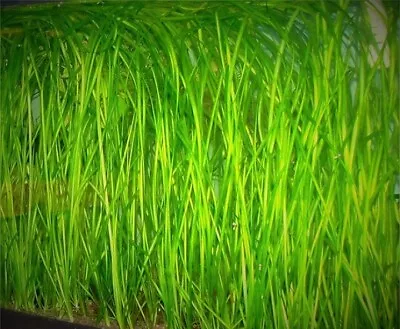 £9.99 • Buy 10 Straight  Jungle  Vallis Vallisneria Spiralis Live Aquarium Aquatic Plants