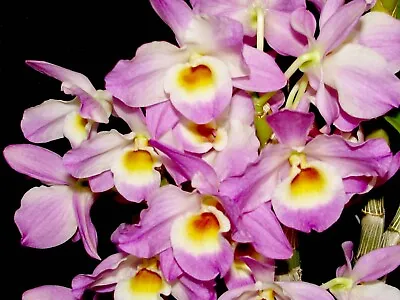 $13 • Buy Beautiful Softcane Orchid Dendrobium Felicity Fortesque  Pink Lady 