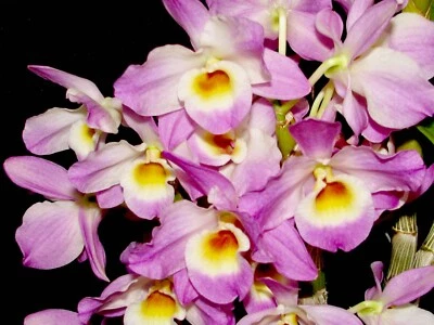 $13 • Buy Beautiful Softcane Orchid Dendrobium Felicity Fortesque  Pink Lady 