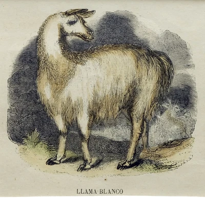£24.53 • Buy (P1) 1863 Original Antique Engraving Hand Colored MAMMALS  (05146)
