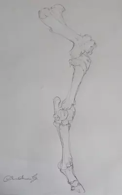 Original Pencil Drawing Of A Horse Skeleton Leg & Hoof Bones On Medium Paper • £39.99