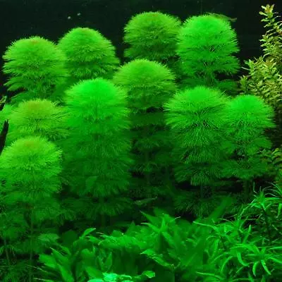 £4.50 • Buy 10 CABOMBA Aquatica Live Aquarium Aquatic Tropical Plant