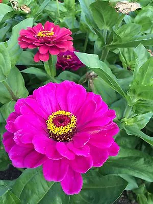 Flower Zinnia Giant Purple Prince 2.0 Gram ~ Approx 275 Finest Seeds • £2.59