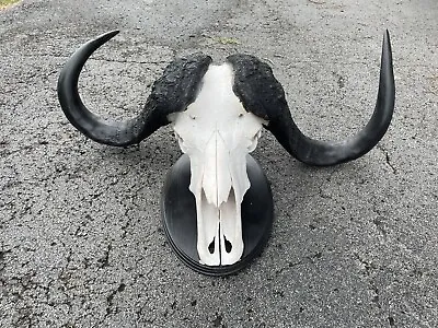 Awesome CAPE BUFFALOFull SKULL Africa Hunting Taxidermy Safari Hunting Decor  • $1125