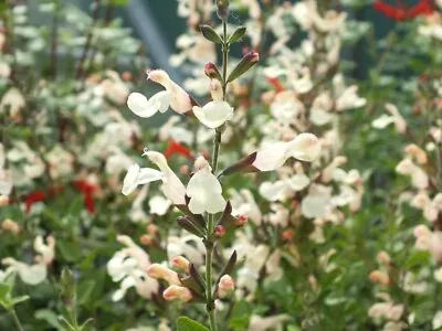 3 X Salvia Moonlight Serenade Plug Plants Aromatic Sage Perennial Cream Flowers • £9.95