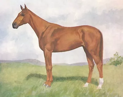 Phar Lap - Reproduced From An Original 1930s Print 14 X 11 Inches • $130