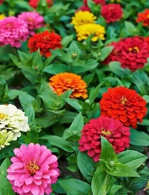 Zinnia Lilliput Mix 75 Seeds Flower Garden Rainbow Pot Easy Grow *FAST DISPATCH • £1.99