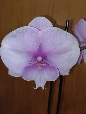 $45 • Buy Phalaenopsis Orchids Le Vante X Lianher JellyFish In Flower 