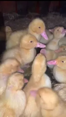 £8 • Buy 6 Fertile Pekin (Cherry Valley) Duck Hatching Eggs. Incubator Not Included