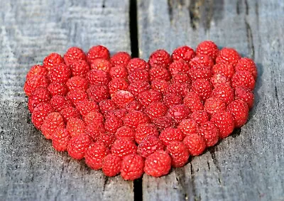 Red Raspberry {Rubus Idaeus} 50+ Seeds 98% Germination! NON-GMO Free Shipping! • $3.25