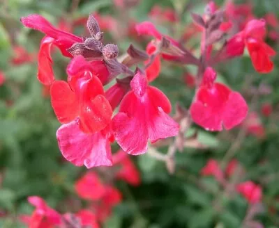 Sage Blackcurrant Plant Very Aromatic  Herb Plant 9cm Pots - • £6