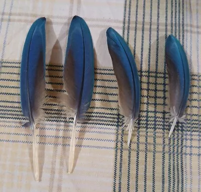 4 Blue & Gold Macaw Feathers .3 -5  Inches Natural Shed From Cage Free Bird • $16