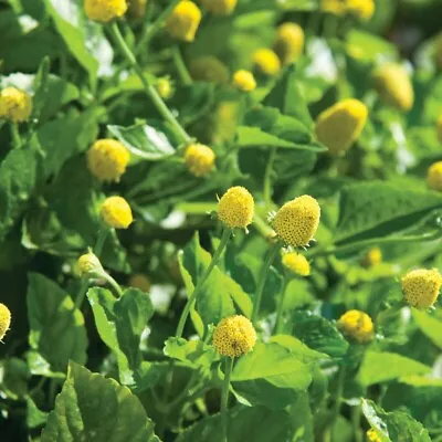 500 Paracress Seeds - Medicinal Herb - Aka; Toothache Plant Free Shipping • $3.49