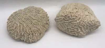 2 Natural White Brain Coral Ocean Salt Water-2lbs 10ounces • $55.99