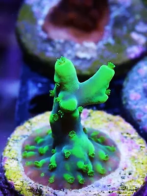 Nuclear Lokani Acropora Zoanthids Paly Zoa SPS LPS Corals WYSIWYG • $4.99