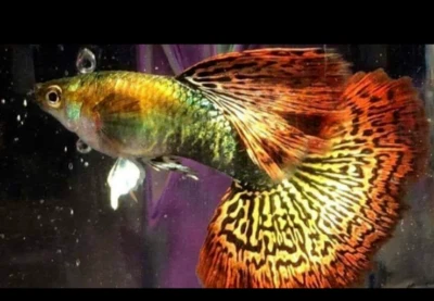 $24.99 • Buy Guppy Fish -  6 Guppies *Fry Pack* USA Bred Guppy Fry - ATFG Certified