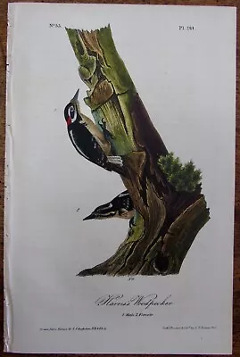 Harris's Woodpecker Male Audubon 1st Edition 1840 Hand Colored  Litho J.t.bowen • $94.95