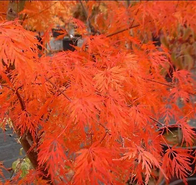 Acer Palmatum Dissectum Seiryu      10 Seeds • £4.47