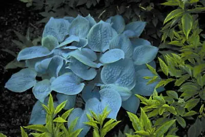 £13 • Buy Hosta Fragrant Blue Garden Plant Sent Out In 0.5 Litre Pot Or Bareroot.