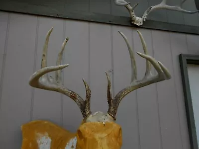 5x4 WHITETAIL DEER RACK 141 6/8 B&C Antlers Mule Mount Taxidermy Elk Cape Moose  • $180