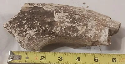 Mastodon Bone Fossil Large 14 Ozs From FLORIDA Nice Coloring • $25