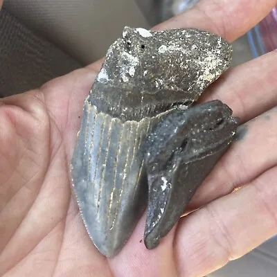 5lb  Lot  Of REAL Megalodon Shark Teeth  Fragments 100% REAL FOSSILS • $300