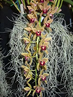 $18 • Buy OoN Cymbidium Orchid Miss Muffet 'Twink' 3676  (68mm Pot) NEW RELEASE