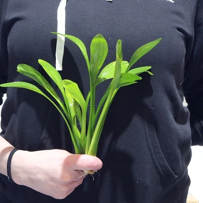 £4.99 • Buy 3x Sagittaria Platyphylla Grass Live Aquarium Aquatic Plant Tropical Fish Tank 