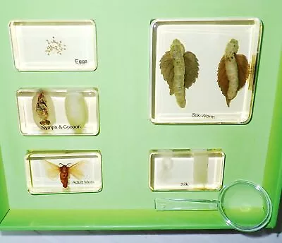 Silk Moth Life Cycle Set In 5 Amber Clear Acrylic Block Education Kit 1804A • $25.99