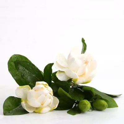 1 Pack 20 Cape Jasmine Seeds Gardenia Jasminoides Seed • £2.94