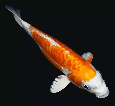 Live Koi Fish 9-10  Doitsu Hariwake Female Koibay • $125