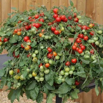 Cherry Tomato 'Red Profusion'. Plug Plant X 5. Grow Tomatoes In Hanging Baskets • £8.95