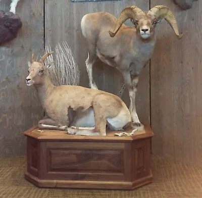 $4000 • Buy Bighorn Sheep Ram And Ewe Lifesize Taxidermy Mount