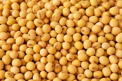 Soybean Seeds • $5