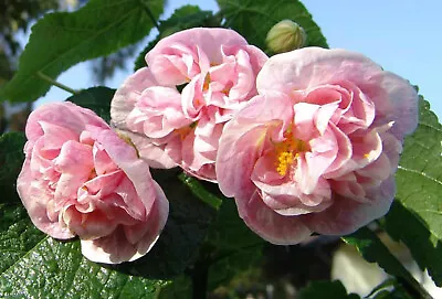 Abutilon Victorian Lady  X 1 Plant  Ornamental Shrub  Rare • $11.90